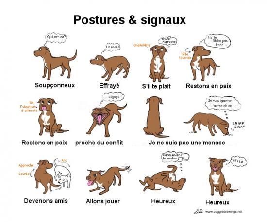 Posture chien 1